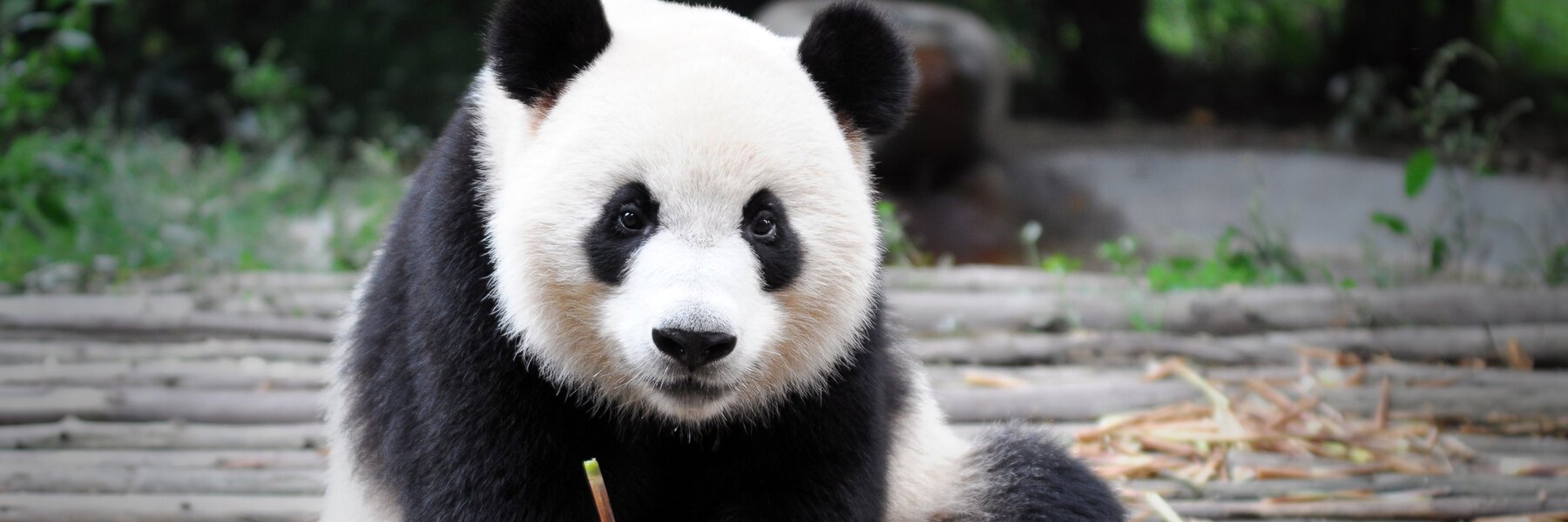 판다 가든 (Panda Garden)